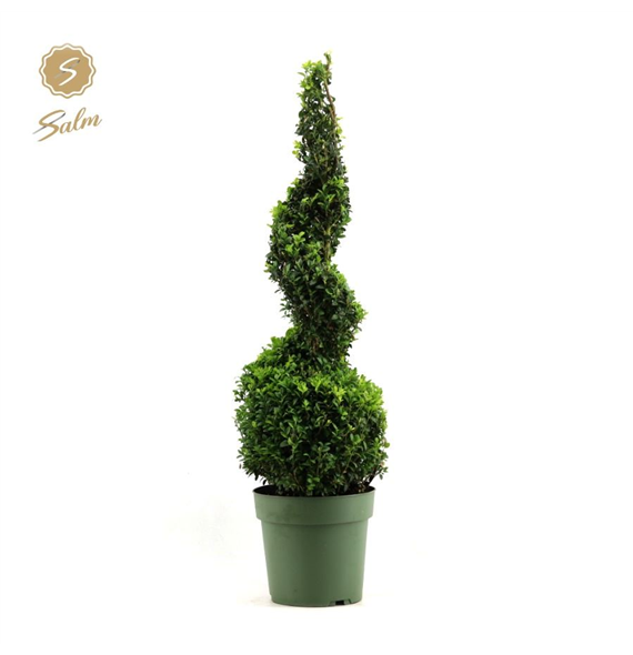 Buxus sempervirens F00004513