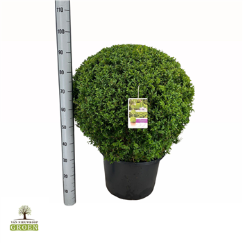 Buxus sempervirens F00000733