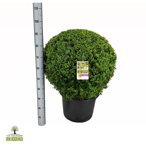 Buxus sempervirens F00000733