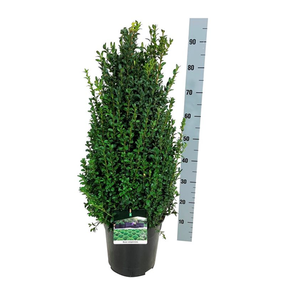 Buxus sempervirens F00004379