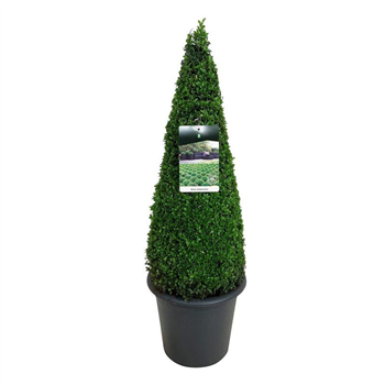 Buxus sempervirens F00006888