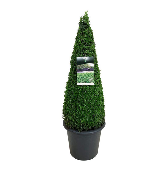 Buxus sempervirens F00006888