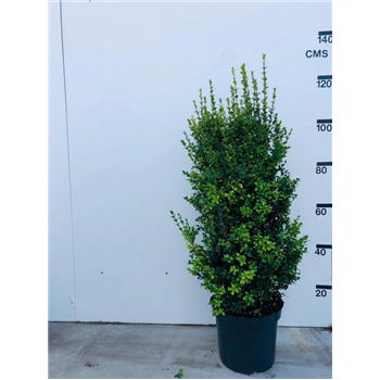 Buxus sempervirens F00006809