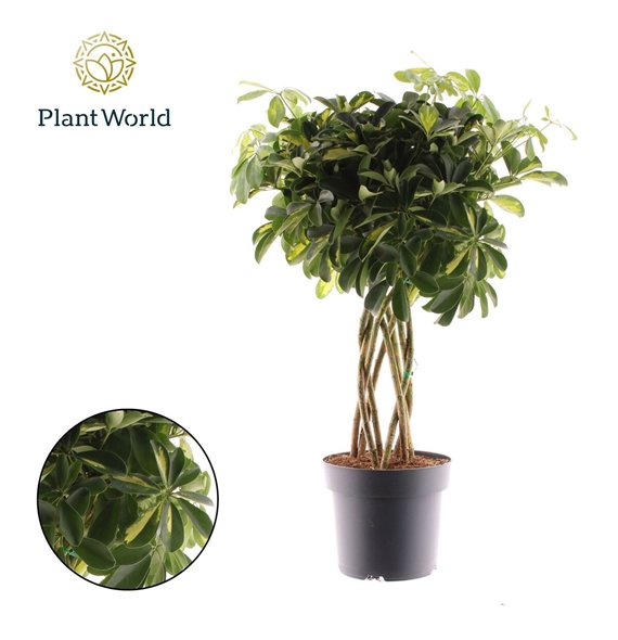 Šeflera arboricola gold capella Gold Capella koker 8 pp 85cm 24cm Q5370