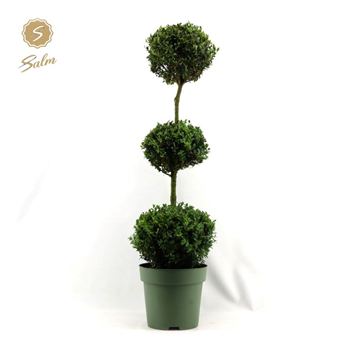 Buxus sempervirens F00004515