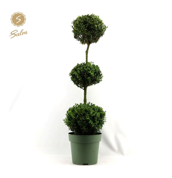 Buxus sempervirens F00004515