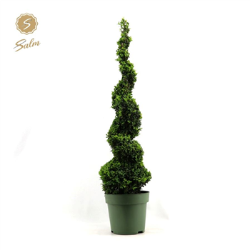 Buxus sempervirens F00004514