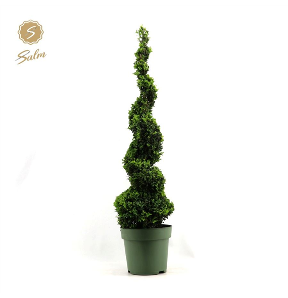 Buxus sempervirens F00004514