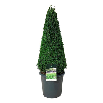 Buxus sempervirens F00005593
