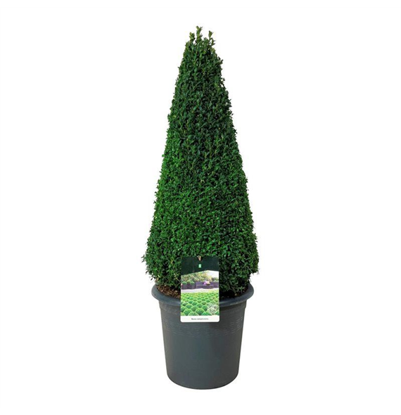 Buxus sempervirens F00005593