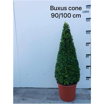 Buxus sempervirens F00008317