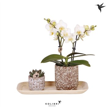 Nasad Kolibri Gift Set small Untamed Naturepp 16 fl  2 stems plnt 45cm 18cm Q5376