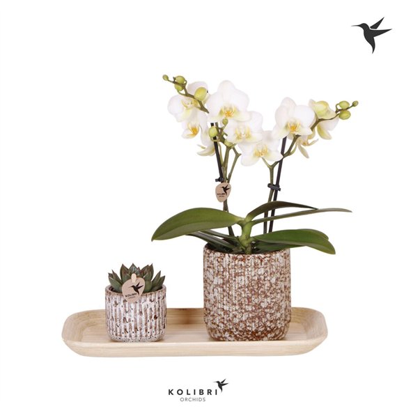 Nasad Kolibri Gift Set small Untamed Naturepp 16 fl  2 stems plnt 45cm 18cm Q5376