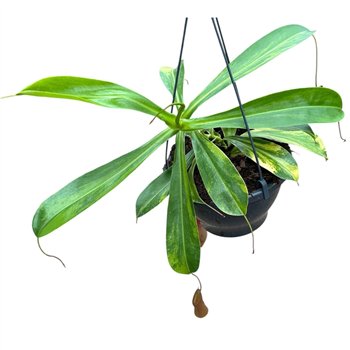 Nepenthes Alata Aurea 1 pp 40cm 20cm Q5380