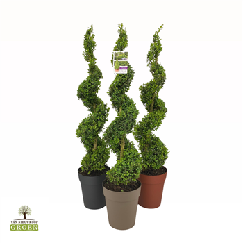 Buxus sempervirens F00004783