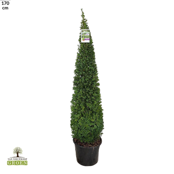 Buxus sempervirens F00005002