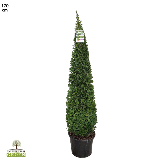 Buxus sempervirens F00005002