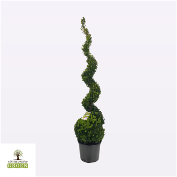 Buxus sempervirens F00004790