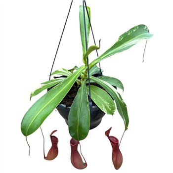Nepenthes Alata Variegata 1 pp 40cm 20cm Q5470
