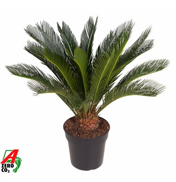 Palma Cikas revoluta Revoluta P27blad 90cm 27cm Q5474