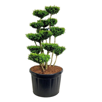 Buxus sempervirens F00005480