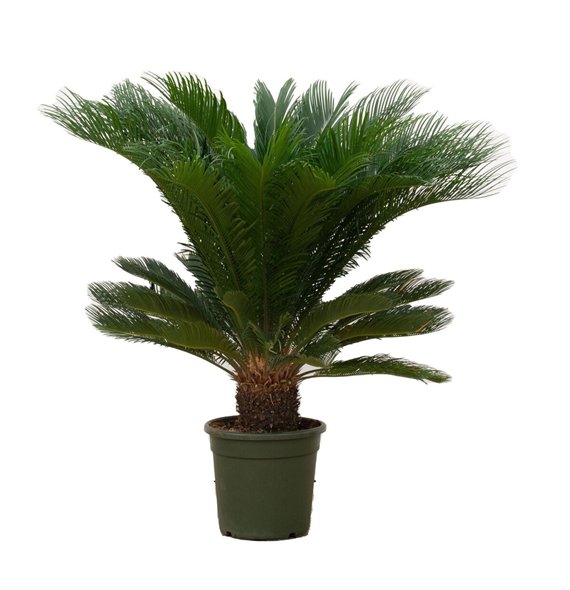 Palma Cikas revoluta Revoluta - 110cm 30 leaf 110cm 30cm Q5476
