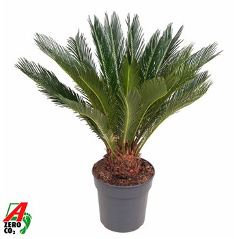 Palma Cikas revoluta Revoluta P2414 leaf 1 pp 80cm 24cm Q5477