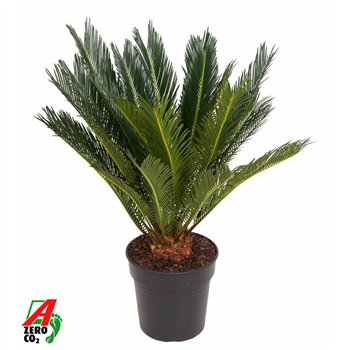 Palma Cikas revoluta Revoluta P2112 leaf 1 pp 70cm 21cm Q5478