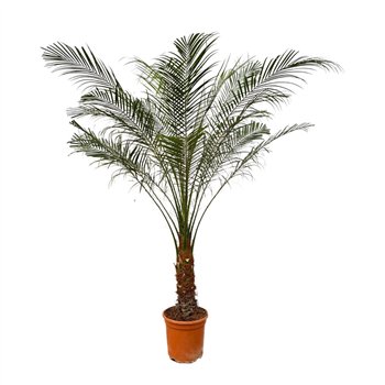 Palma Phoenix roebelenii Roebelenii - 160cm 1 pp 160cm 27cm Q5485