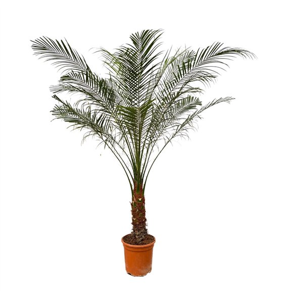 Palma Phoenix roebelenii Roebelenii - 160cm 1 pp 160cm 27cm Q5485