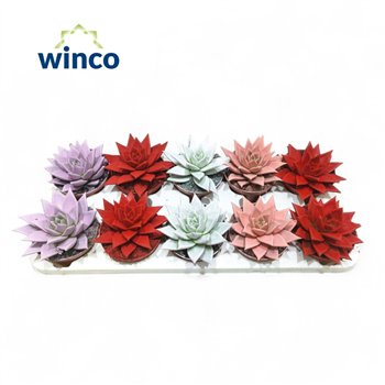 Echeveria agavoides Valentine - Paint Love Mixoverige fl 18cm 10.5cm Q102
