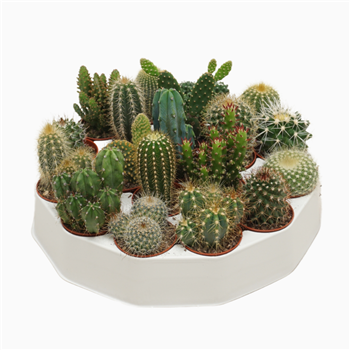 Kaktus mix F00001390