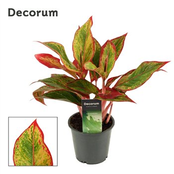 Aglaonema Red Fire 12cm 30cm 12cm Q158