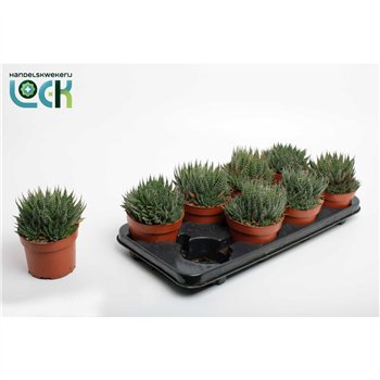 Aloe aristata Aloë Aristata 20cm 12cm Q209