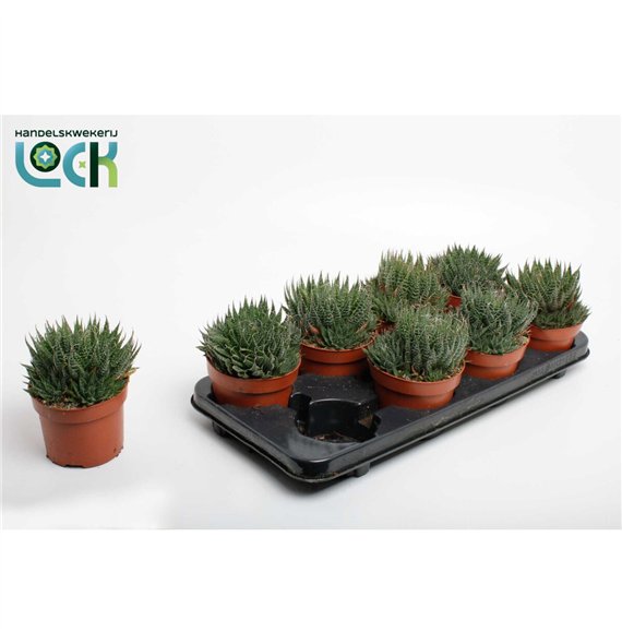 Aloe aristata Aloë Aristata 20cm 12cm Q209