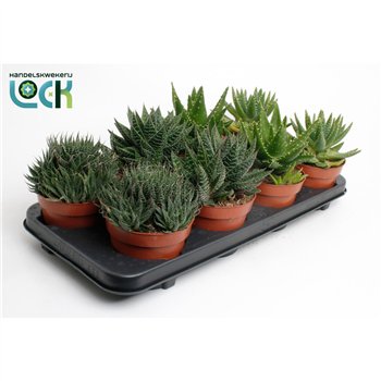 Aloe mix Aloë Mix 15cm 12cm Q210