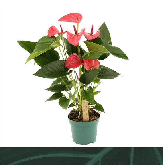 Anthurium Andr  Melito 12cm5 fl 35cm 12cm Q411