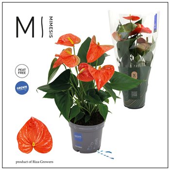 Anthurium andr  karma orange Mimesis KARMA Orange - 12cm 4 fl 2 pp 35cm 12cm Q457