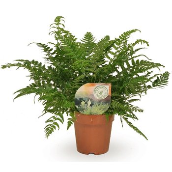 Polystichum tsussimense  Athyrium 30cm 12cm Q487