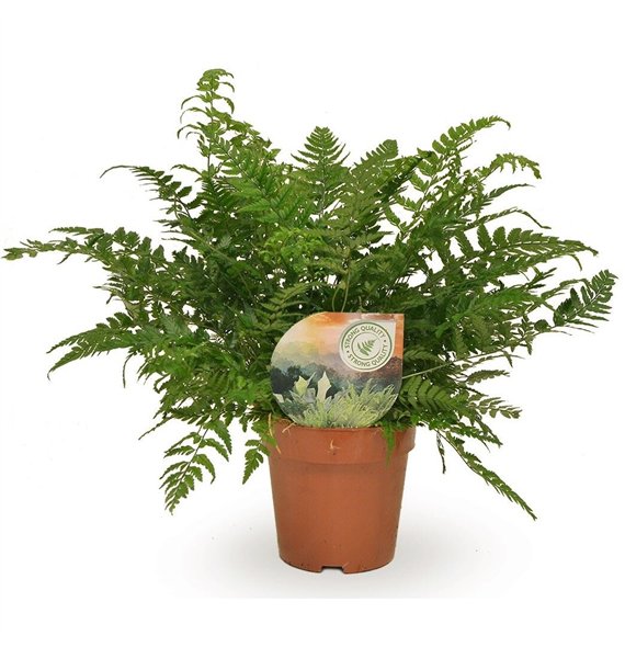 Polystichum tsussimense  Athyrium 30cm 12cm Q487