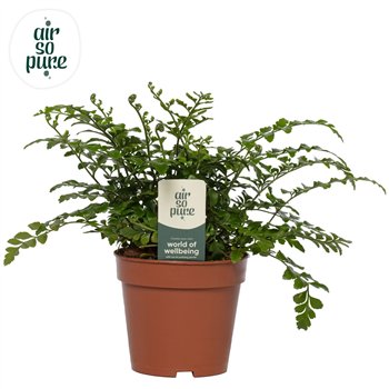 Asplenium parvati - Air So Pure 25cm 12cm Q499