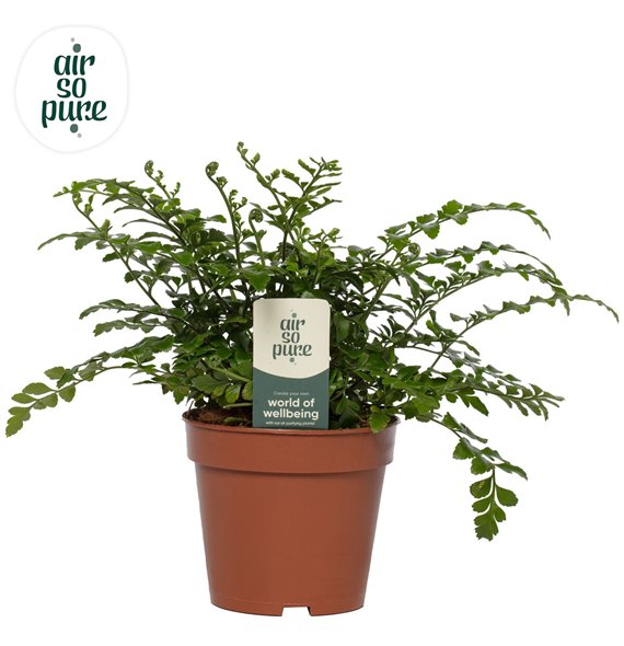 Asplenium parvati - Air So Pure 25cm 12cm Q499