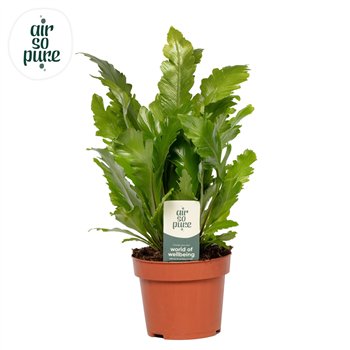 Asplenium nidus campio Campio - Air So Pure 30cm 12cm Q503