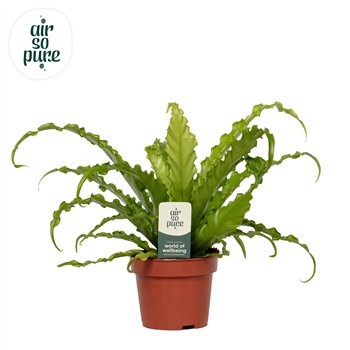 Asplenium antiquum osaka Osaka - Air So Pure 35cm 12cm Q505