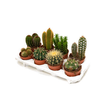 Kaktus mix 8/tray 4CAMIKK12