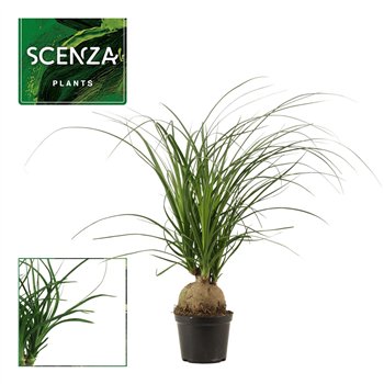 Nolina Beaucarnea recurvata bulb 12 cm 1 stems plnt 30cm 12cm Q711