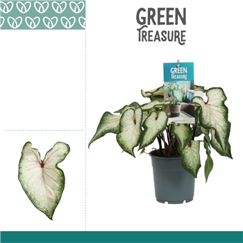 Caladium F00000829