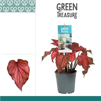 Caladium F00000831