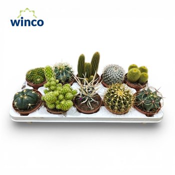 Kaktus mix Mix (10spc ) 15cm 10.5cm Q885