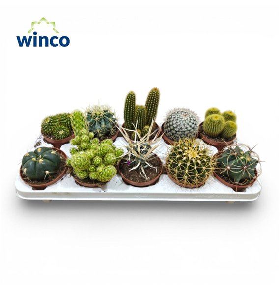 Kaktus mix Mix (10spc ) 15cm 10.5cm Q885